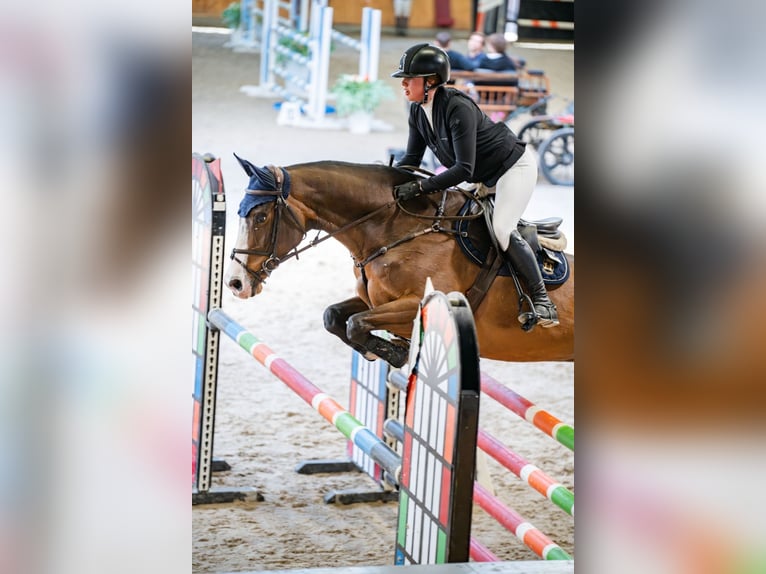 Irish sport horse Ruin 8 Jaar Roodbruin in Alytus