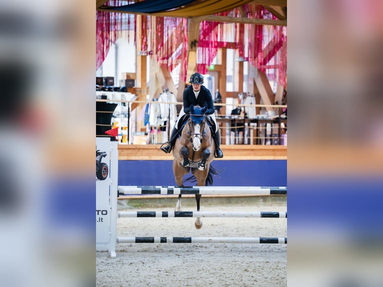 Irish sport horse Ruin 8 Jaar Roodbruin in Alytus