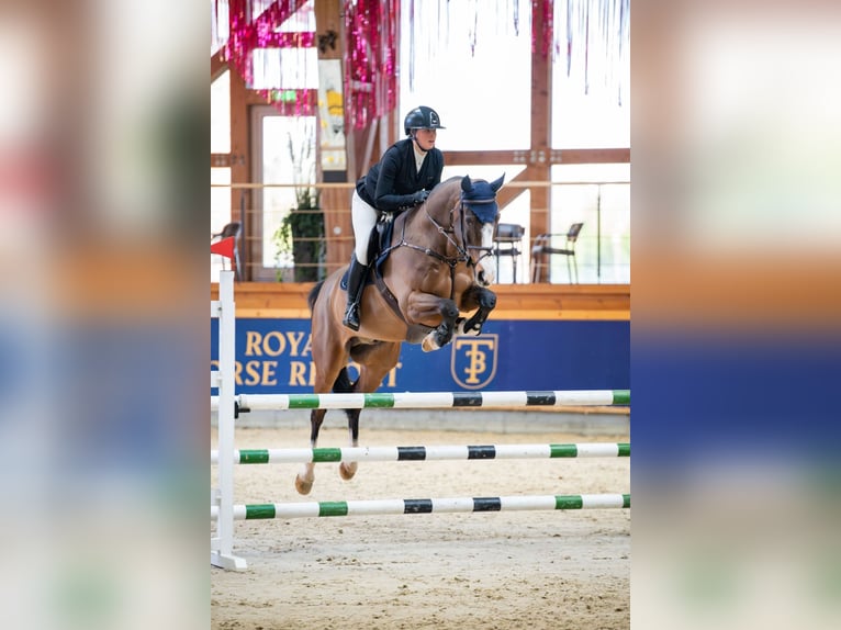 Irish sport horse Ruin 8 Jaar Roodbruin in Alytus