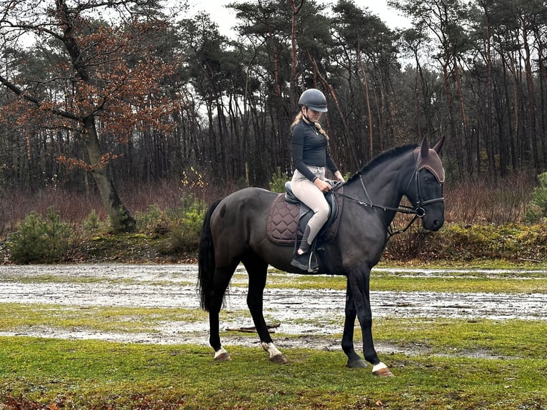 Irish sport horse Ruin 9 Jaar 155 cm Zwart in Zutendaal