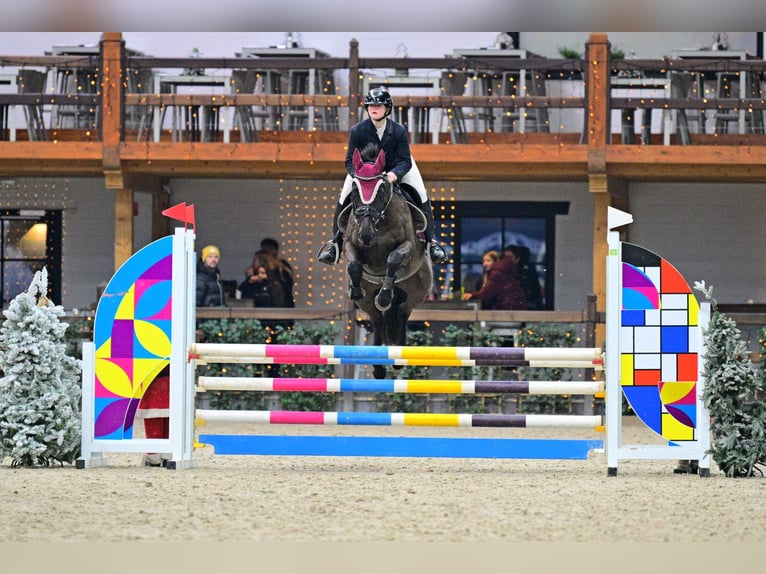 Irish sport horse Ruin 9 Jaar 155 cm Zwart in Wommelgem