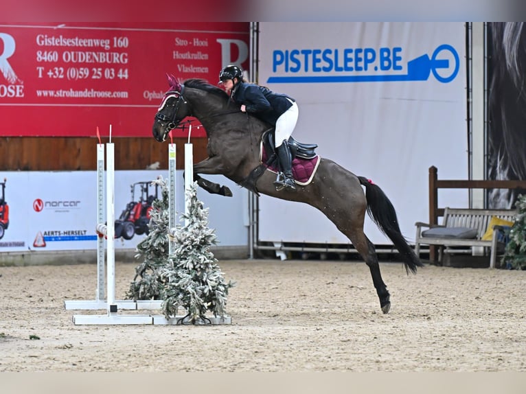 Irish sport horse Ruin 9 Jaar 155 cm Zwart in Wommelgem