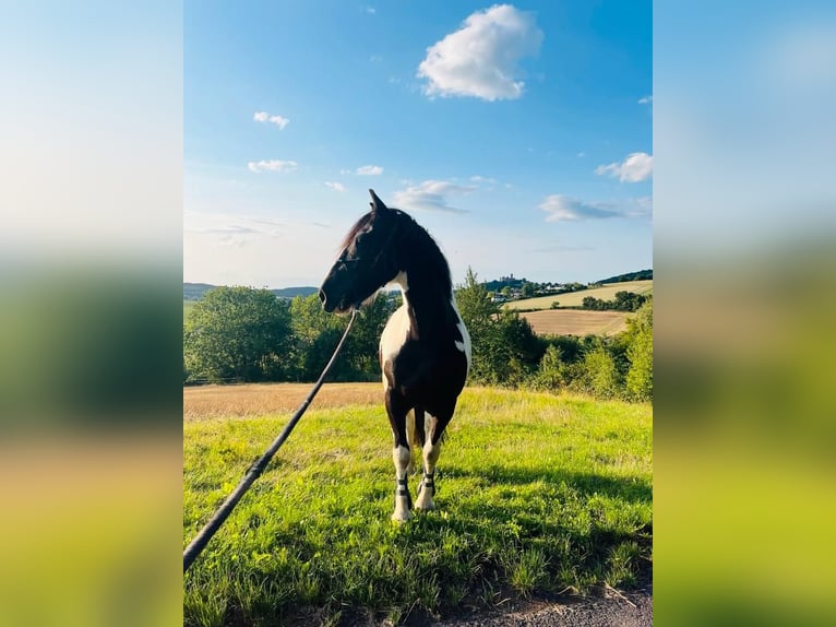 Irish sport horse Mix Ruin 9 Jaar 156 cm Gevlekt-paard in Büdingen
