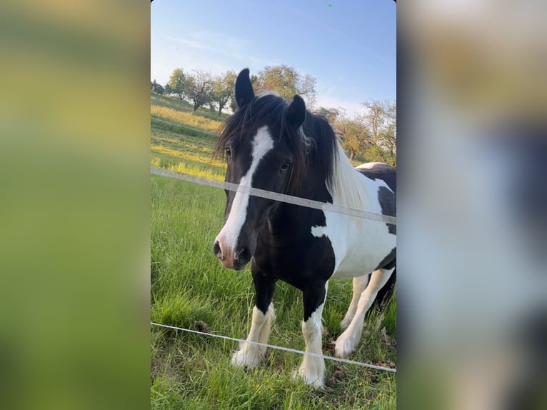 Irish sport horse Mix Ruin 9 Jaar 156 cm Gevlekt-paard in Büdingen