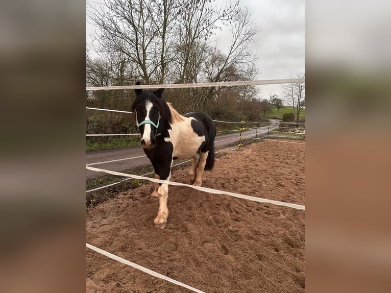 Irish sport horse Mix Ruin 9 Jaar 156 cm Gevlekt-paard in Büdingen
