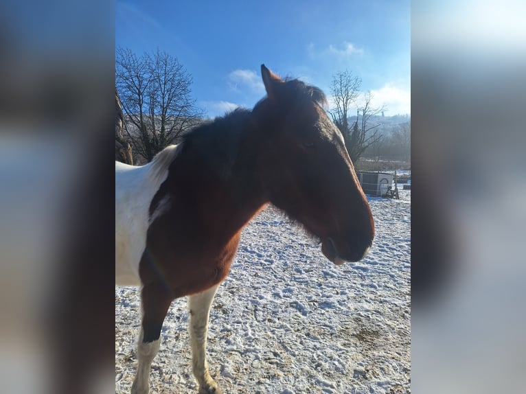 Irish sport horse Mix Ruin 9 Jaar 158 cm Gevlekt-paard in Ettlingen