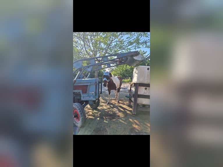 Irish sport horse Mix Ruin 9 Jaar 158 cm Gevlekt-paard in Ettlingen