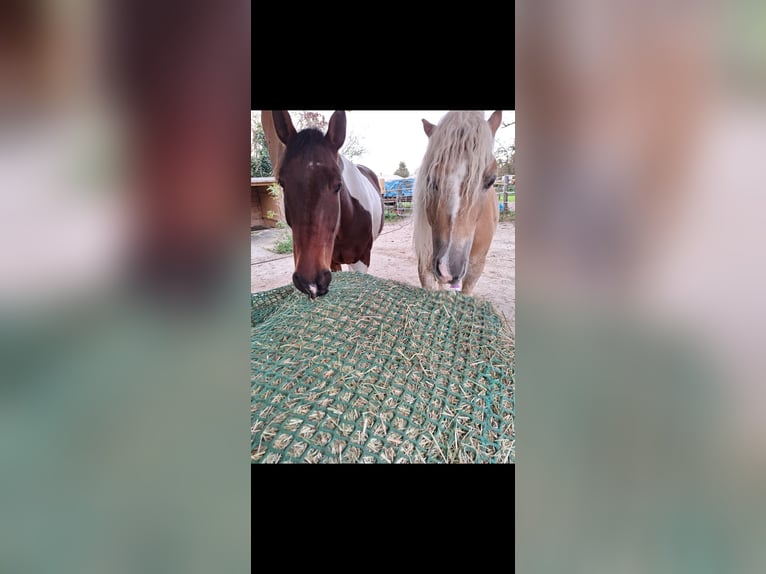 Irish sport horse Mix Ruin 9 Jaar 158 cm Gevlekt-paard in Ettlingen