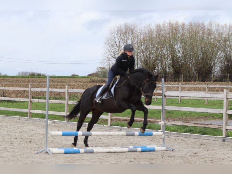 Irish sport horse Ruin 9 Jaar 160 cm Zwart in Bogaarden