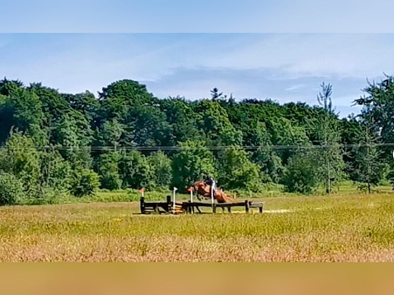 Irish sport horse Ruin 9 Jaar 163 cm Donkere-vos in Galway