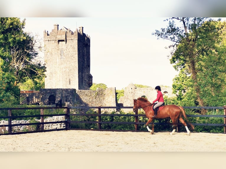 Irish sport horse Ruin 9 Jaar 163 cm Donkere-vos in Galway