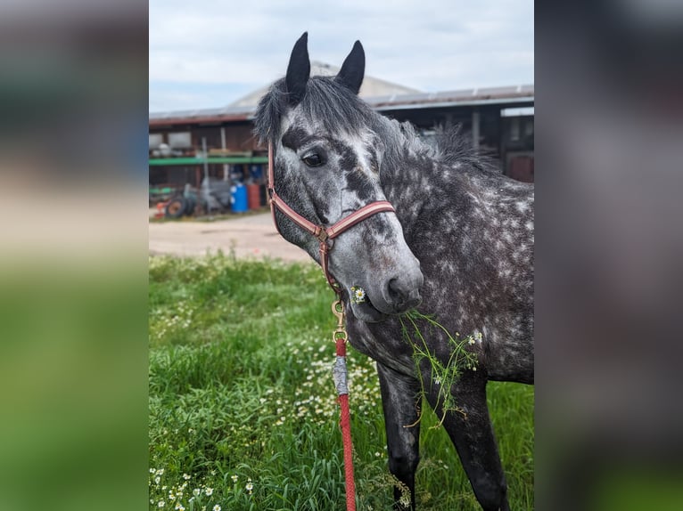 Irish sport horse Ruin 9 Jaar 165 cm Appelschimmel in Efringen-Kirchen