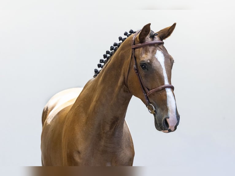 Irish sport horse Ruin 9 Jaar 168 cm Bruin in Waddinxveen