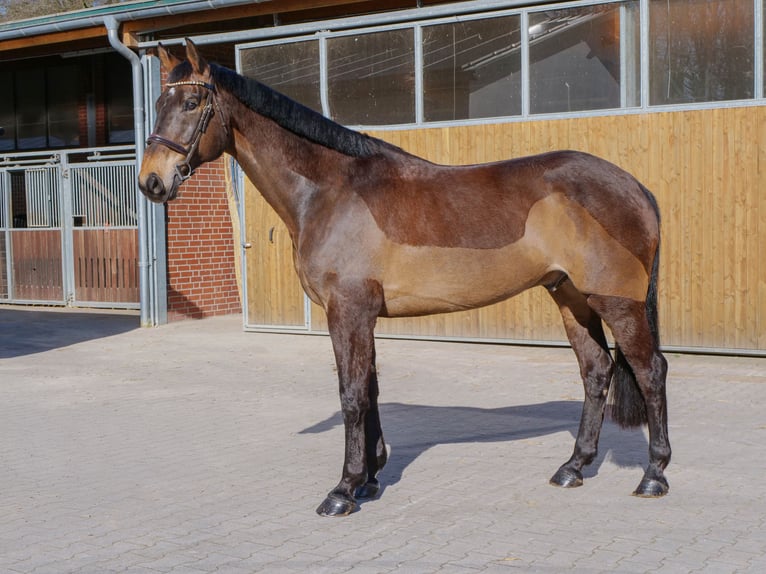 Irish sport horse Ruin 9 Jaar 169 cm Bruin in Ankum