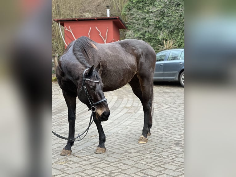Irish sport horse Ruin 9 Jaar 170 cm Bruin in Witzenhausen