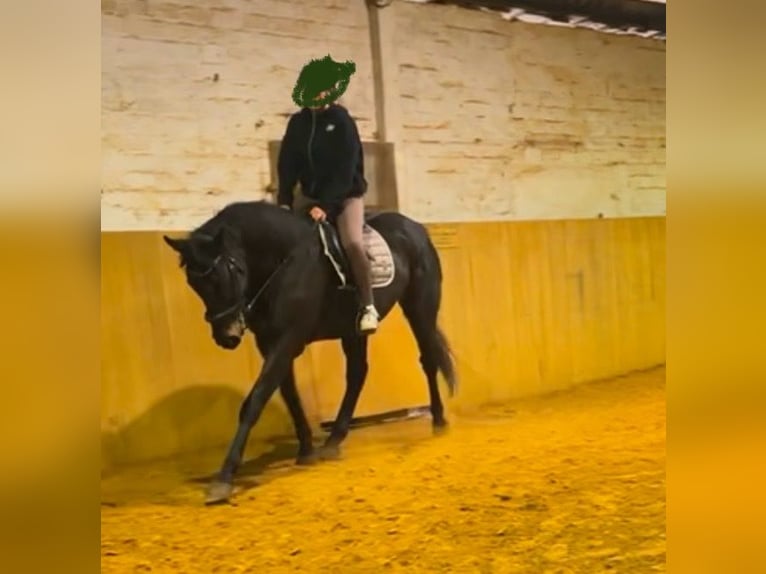 Irish sport horse Ruin 9 Jaar 170 cm Bruin in Witzenhausen