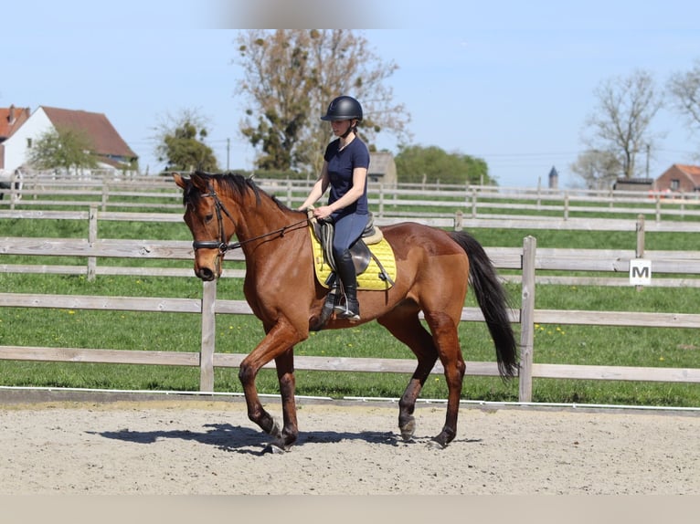 Irish sport horse Ruin 9 Jaar 170 cm Bruin in Heikruis