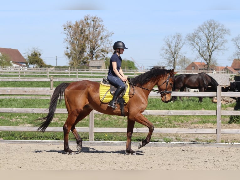 Irish sport horse Ruin 9 Jaar 170 cm Bruin in Heikruis