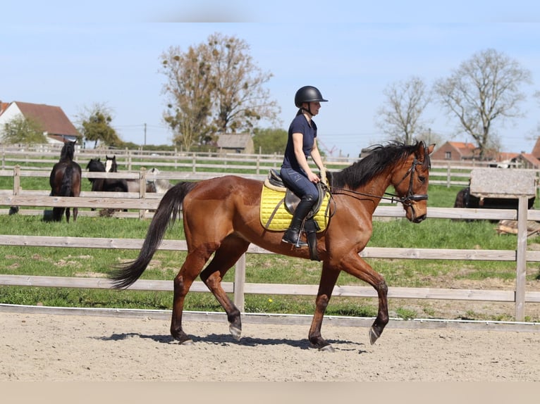 Irish sport horse Ruin 9 Jaar 170 cm Bruin in Heikruis