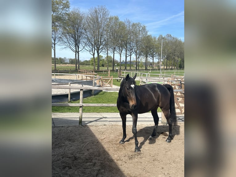 Irish sport horse Ruin 9 Jaar 170 cm Donkerbruin in Moergestel