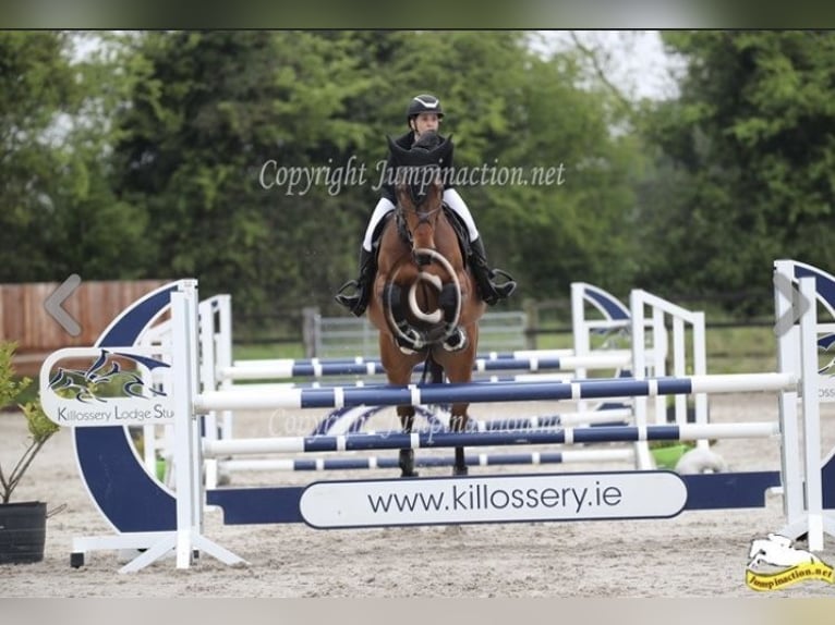 Irish sport horse Ruin 9 Jaar 172 cm Roodbruin in Nowe Dąbie