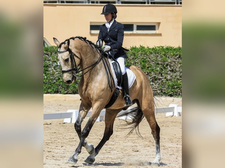 Irish sport horse Ruin 9 Jaar 180 cm Falbe in Manacor