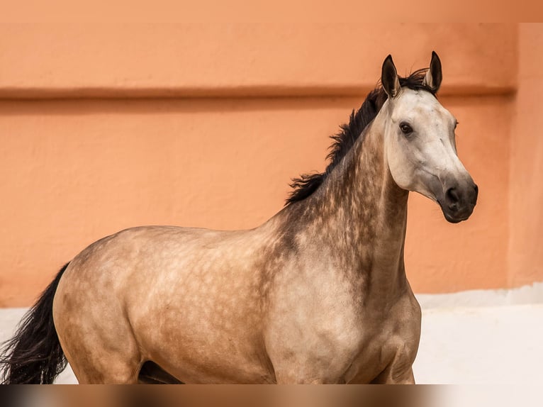 Irish sport horse Ruin 9 Jaar 180 cm Falbe in Manacor