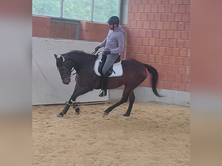 Irish Sport Horse Stallion 11 years 15,3 hh Brown in Lage