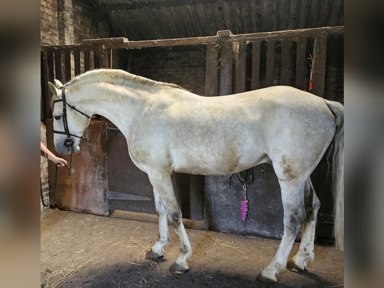 Irish Sport Horse Stallion 12 years 16 hh Grey in Dundee, Scotland