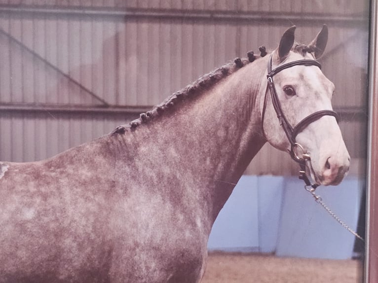 Irish Sport Horse Stallion 12 years 16 hh Grey in Dundee, Scotland