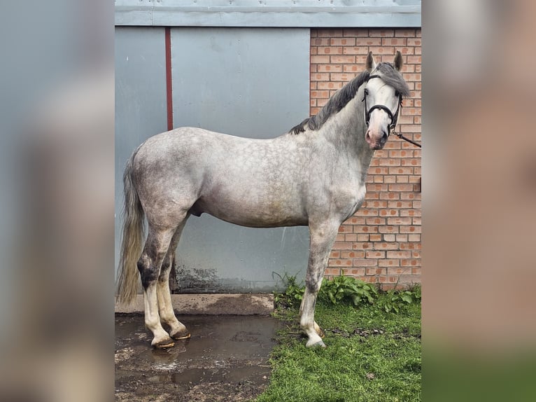 Irish Sport Horse Stallion 12 years 16 hh Grey in Dundee, Scotland
