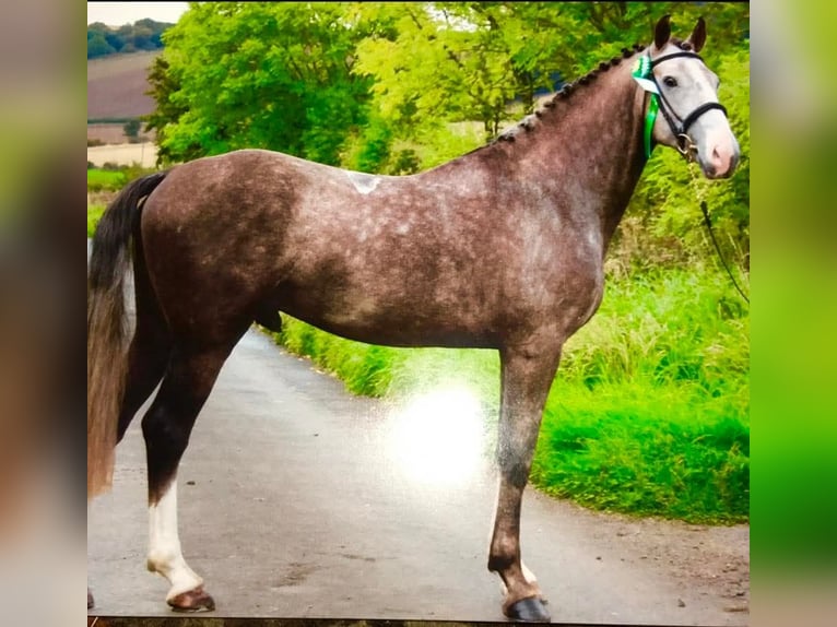 Irish Sport Horse Stallion 12 years 16 hh Grey in Dundee, Scotland