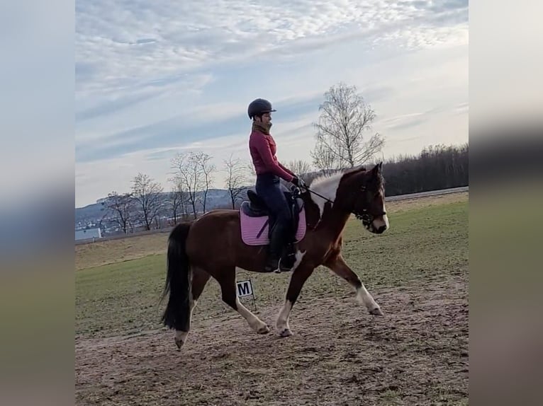 Irish Sport Horse Stallion 13 years 13,3 hh Pinto in Lemgo