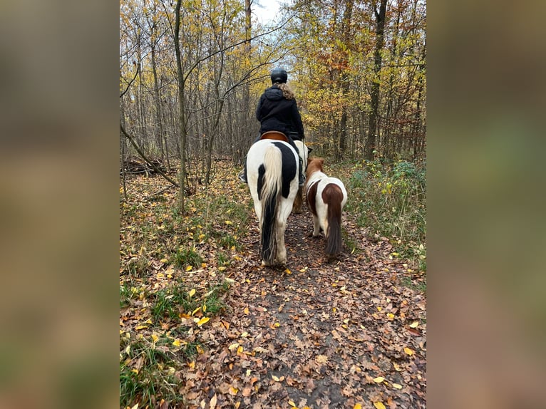 Irish Sport Horse Stallion 18 years 15 hh Pinto in Stutensee