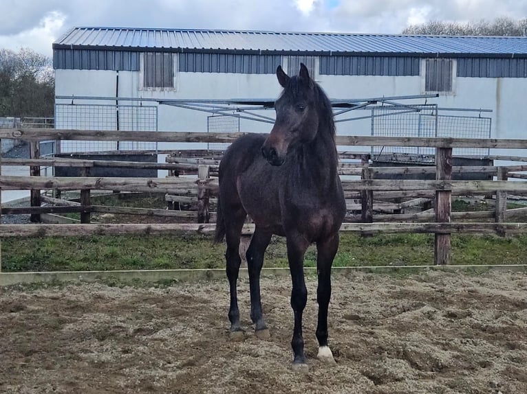 Irish Sport Horse Stallion 1 year 16,3 hh Bay-Dark in LIMERICK
