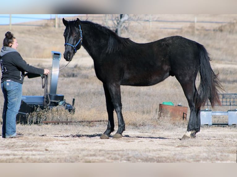 Irish Sport Horse Stallion 2 years 17 hh Black in Union Center, SD
