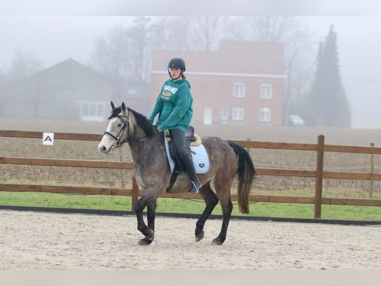 Irish Sport Horse Stallion 4 years 14,3 hh Can be white in Bogaarden