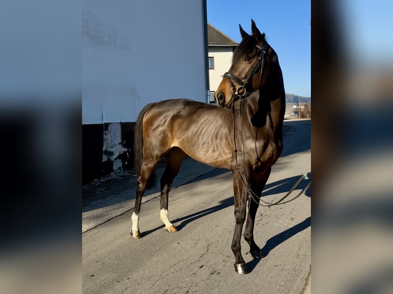 Irish Sport Horse Stallion 6 years 16 hh Black in Pelmberg