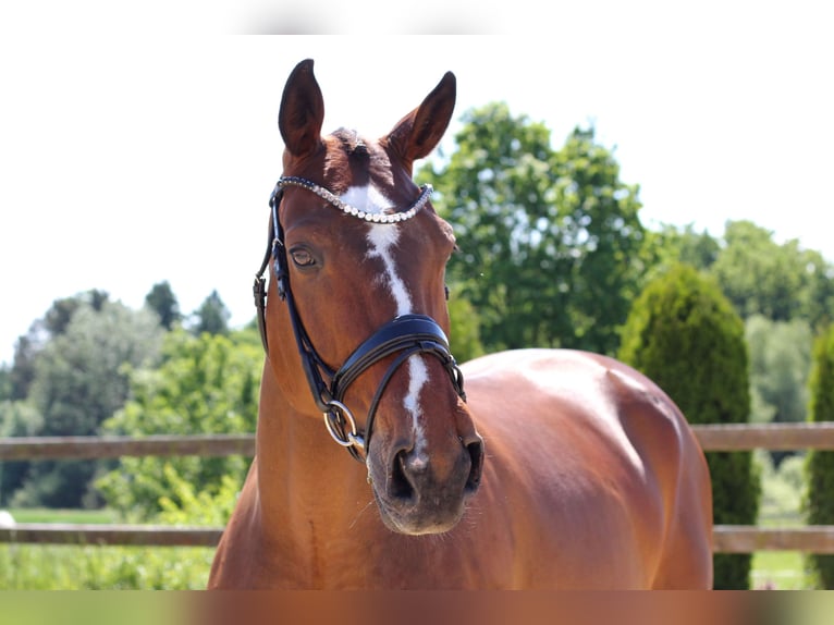 Irish Sport Horse Stallion 7 years 16,1 hh Bay in Czech Republic