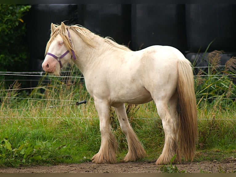 Irish Sport Horse Stallion Cremello in Kruisland