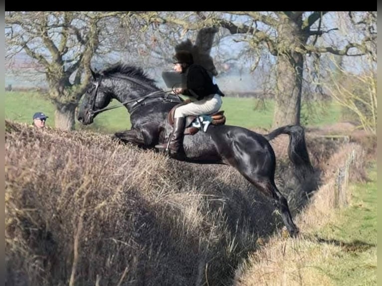 Irish Sport Horse Stallion Foal (06/2025) 16 hh Black in Cambs