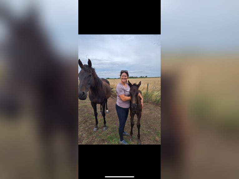 Irish Sport Horse Stallion Foal (06/2025) 16 hh Black in Cambs