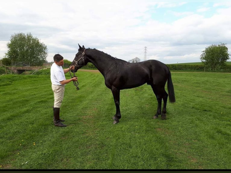 Irish Sport Horse Stallion Foal (06/2025) 16 hh Black in Cambs