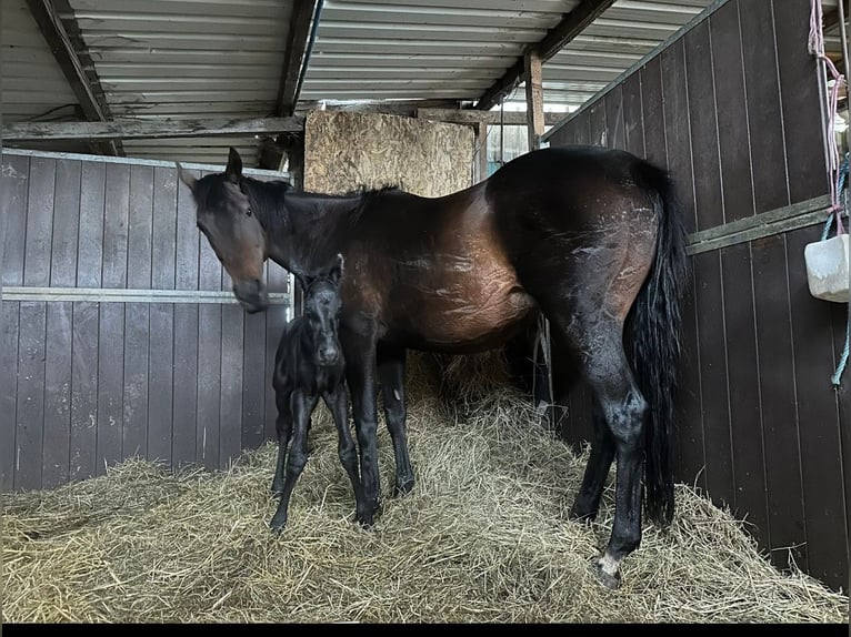 Irish Sport Horse Stallion Foal (06/2025) 16 hh Black in Cambs
