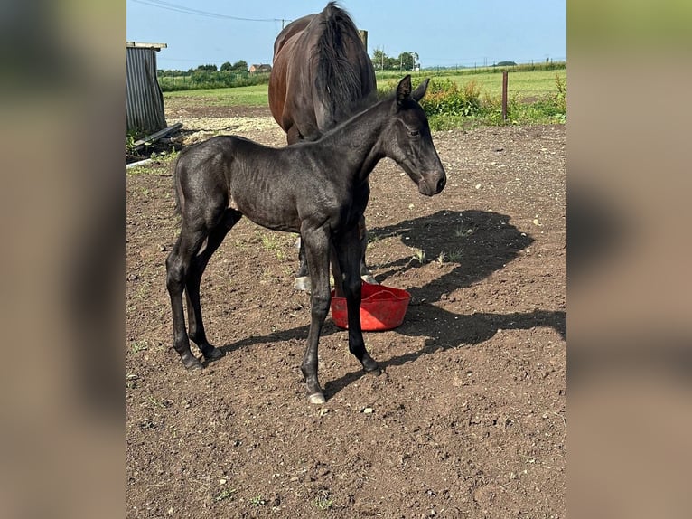 Irish Sport Horse Stallion Foal (06/2025) 16 hh Black in Cambs