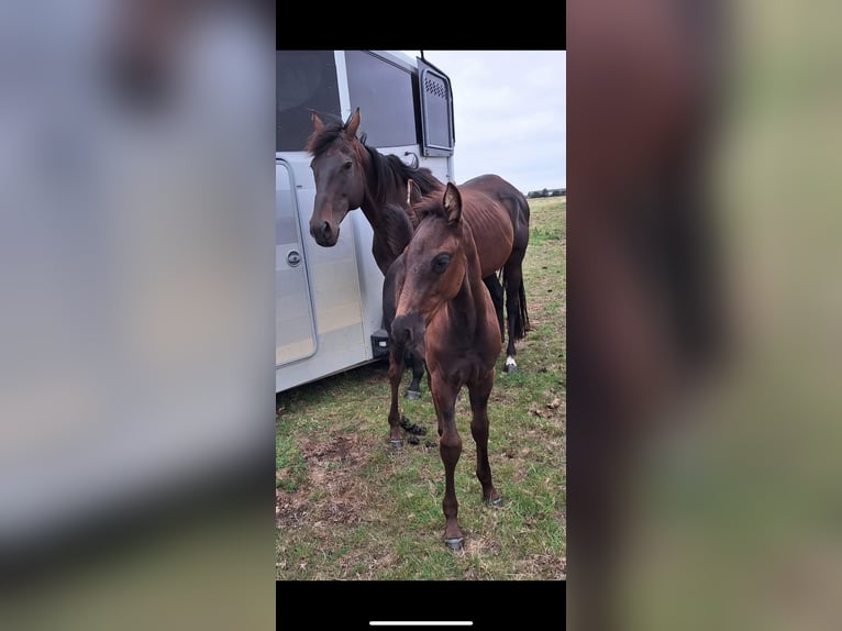 Irish Sport Horse Stallion Foal (06/2025) 16 hh Black in Cambs