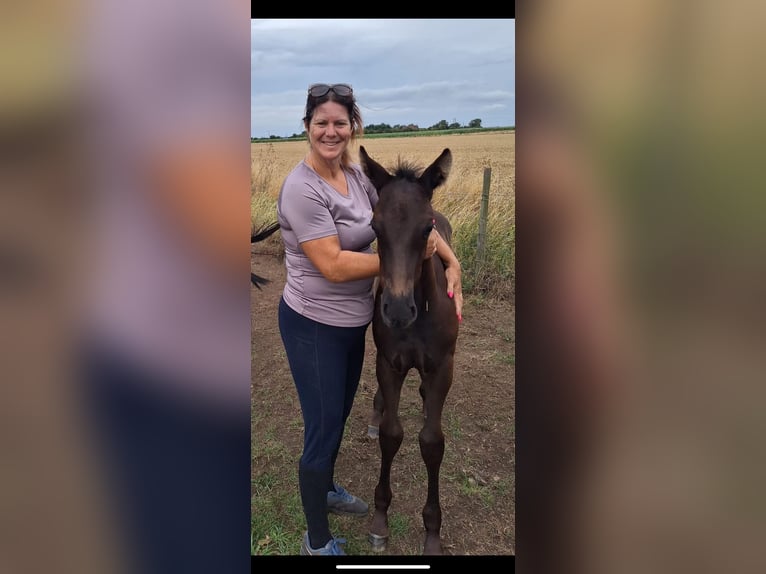 Irish Sport Horse Stallion Foal (06/2025) 16 hh Black in Cambs