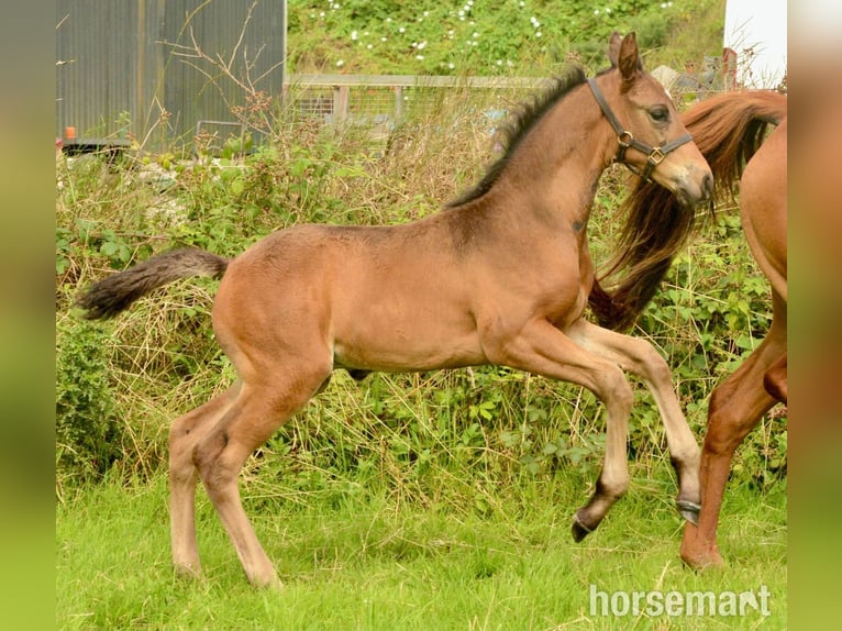 Irish Sport Horse Stallion Foal (06/2025) 16,1 hh Bay in Clonakilty