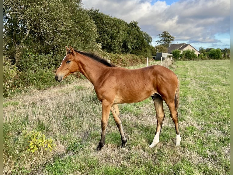 Irish Sport Horse Stallion Foal (05/2026) 9.2 hh Brown in Carneville