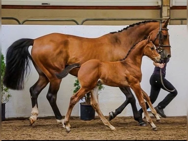 Irish Sport Horse Stallion Foal (06/2025) Brown in Carrickmacross